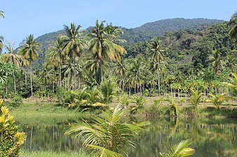 Tropical Coconut Grove Landscape With Calm Water Reflections