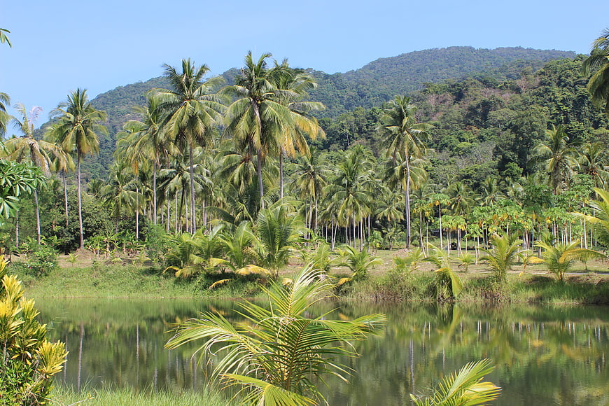 Tropical Coconut Grove Landscape With Calm Water Reflections