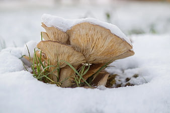 Oyster mushrooms growing in snow with green grass