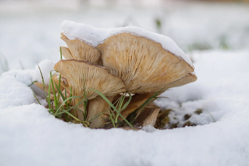 Oyster mushrooms growing in snow with green grass