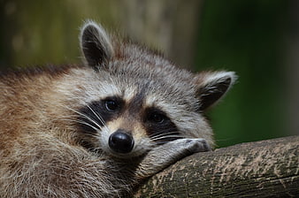 Close-up of a raccoon resting its head on a wooden log