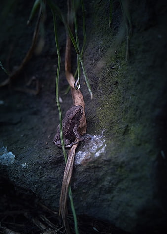 Small toad on mossy rock with hanging grass