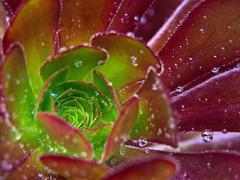 Macro Close-Up of Succulent with Water Droplets