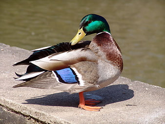 Male Mallard Duck Standing on Concrete Edge by Water