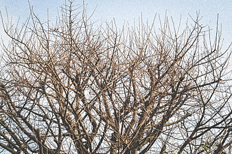 Bare tree branches against a pale blue winter sky