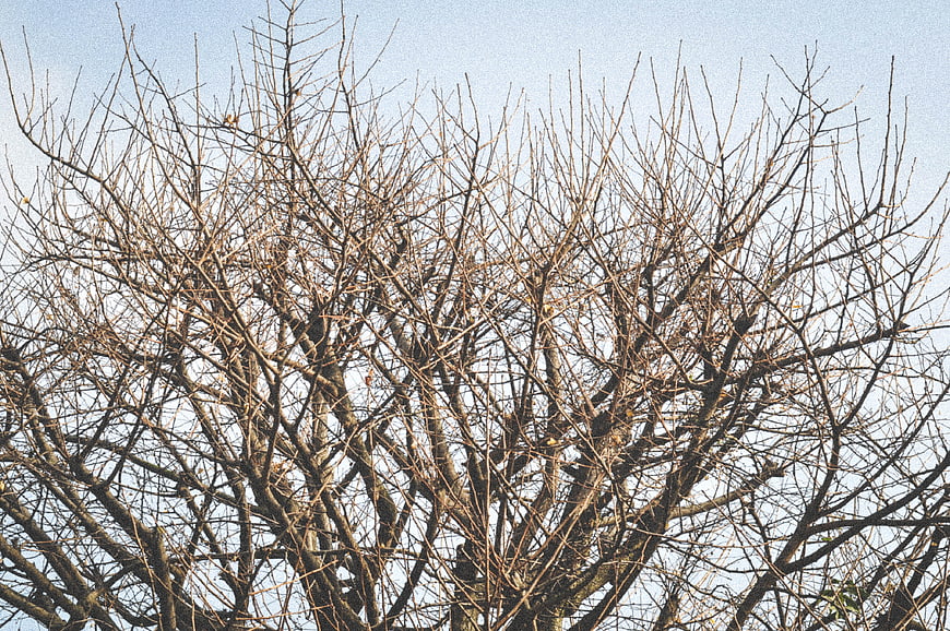 Bare tree branches against a pale blue winter sky
