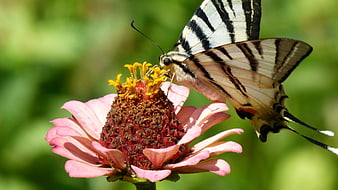 Eastern Tiger Swallowtail Butterfly on Pink Zinnia Flower