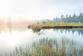 Serene Misty Lake with Autumn Reeds and Forest Reflections