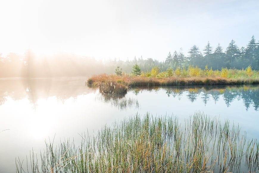 Serene Misty Lake with Autumn Reeds and Forest Reflections