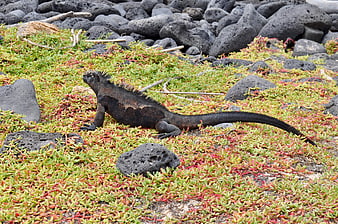 Marine Iguana Resting on Volcanic Rocks and Succulents