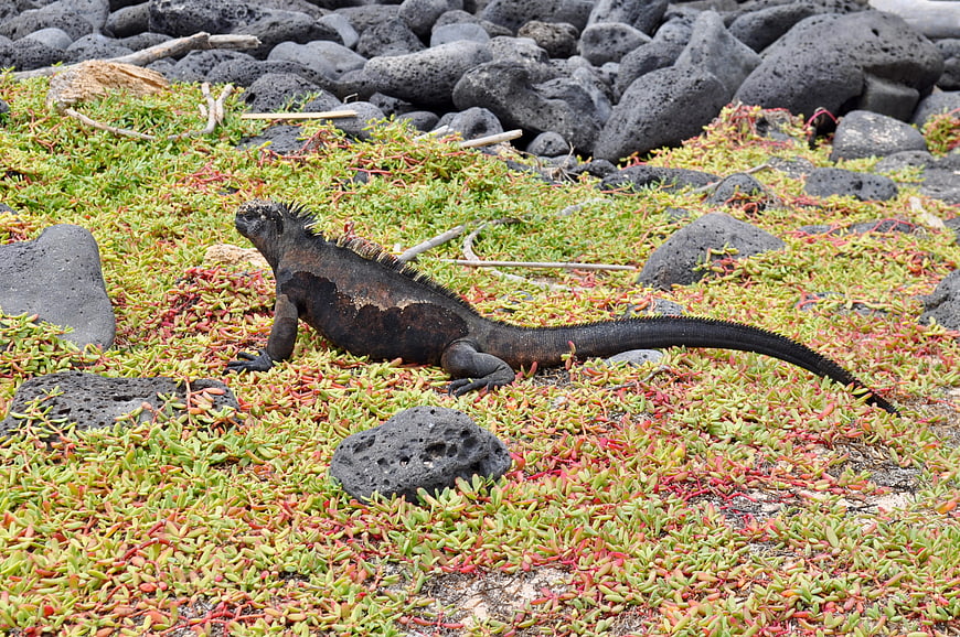 Marine Iguana Resting on Volcanic Rocks and Succulents