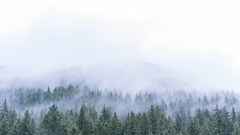 Misty pine forest landscape with foggy mountain background