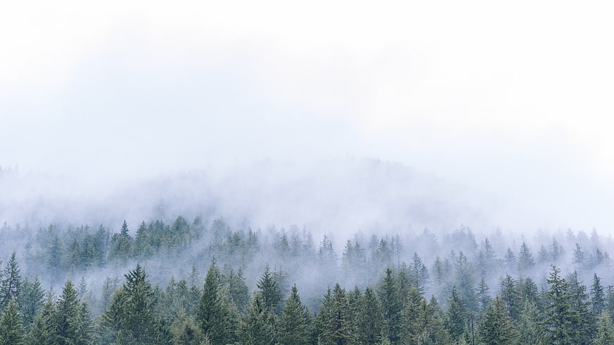 Misty pine forest landscape with foggy mountain background