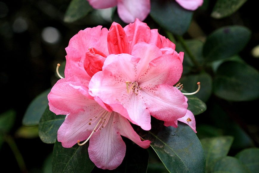 Close-up of vibrant pink rhododendron flower with green leaves