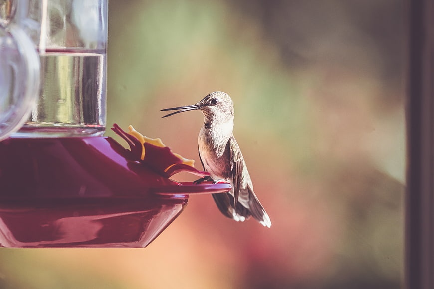 Hummingbird perched on red feeder with blurred background