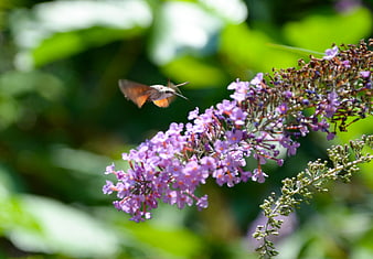Hummingbird Hawk-Moth Hovering Near Purple Butterfly Bush Flowers