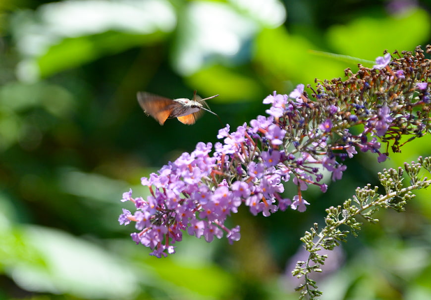 Hummingbird Hawk-Moth Hovering Near Purple Butterfly Bush Flowers