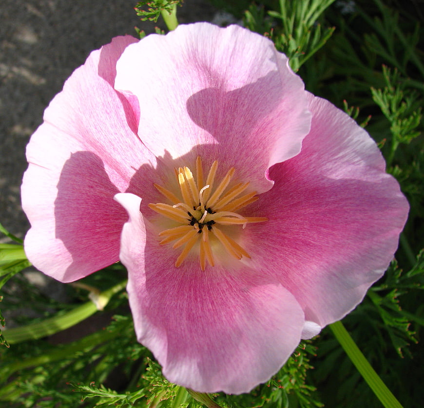Close-up of a vibrant pink poppy flower in sunlight