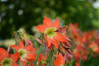 Vibrant Orange Amaryllis Flowers in a Lush Garden
