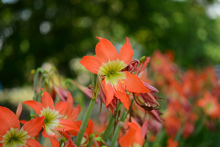 Vibrant Orange Amaryllis Flowers in a Lush Garden