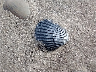 Dark scallop shell on sandy beach close-up