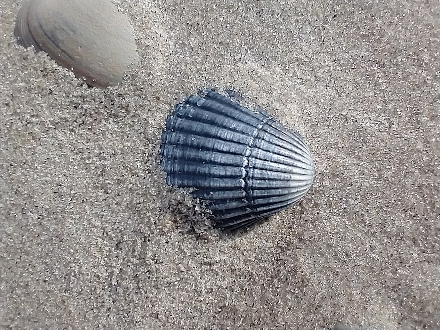 Dark scallop shell on sandy beach close-up