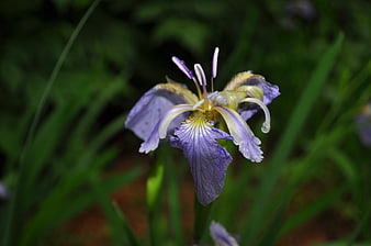 Close-up of a purple iris flower in a garden
