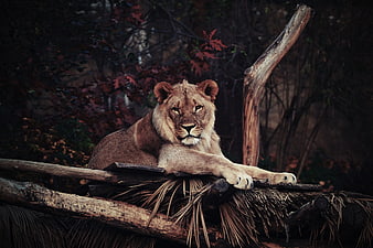 Majestic Lioness Resting on Wooden Platform in Forest