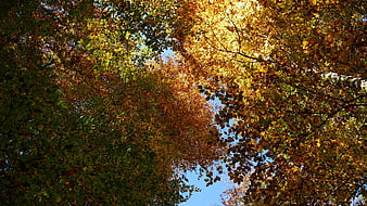 Autumn tree canopy with golden leaves against blue sky
