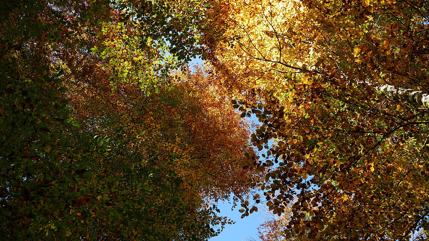 Autumn tree canopy with golden leaves against blue sky