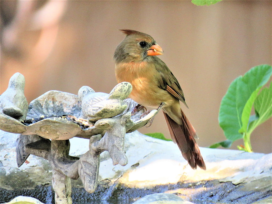 Female Northern Cardinal Eating Seeds on Ornate Bird Feeder