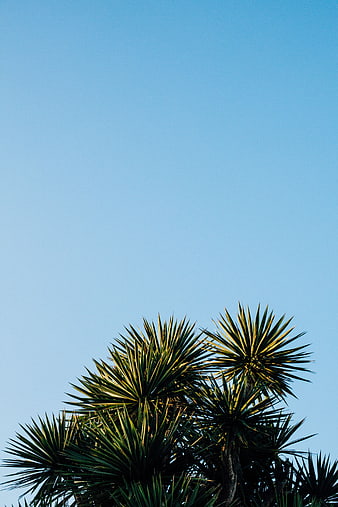 Palm tree tops against clear blue sky background