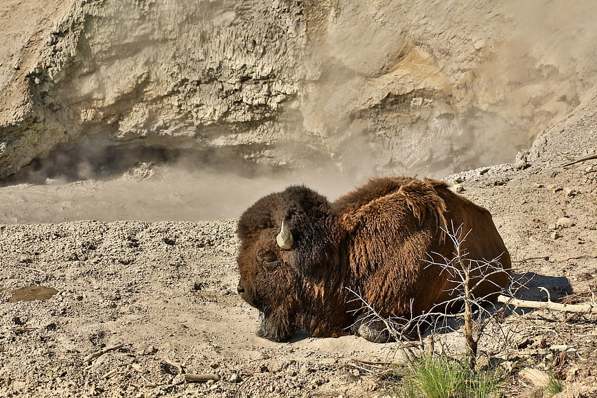 Resting Bison Near Steaming Mud Volcano in Yellowstone