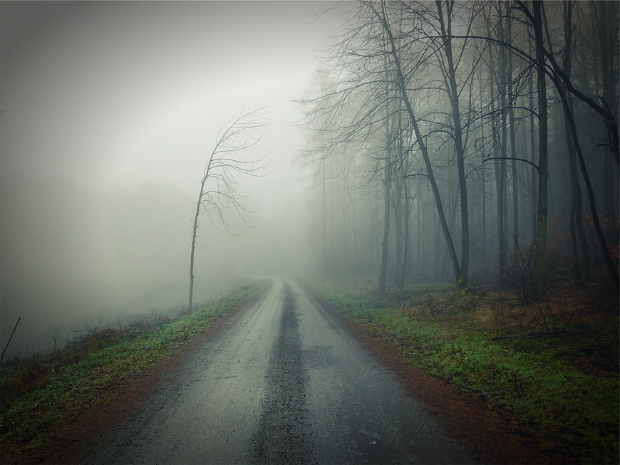 Misty Forest Road with Bare Trees in Fog