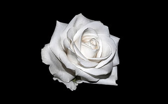 White Rose Isolated on Black Background