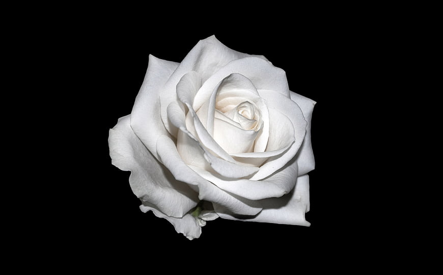 White Rose Isolated on Black Background
