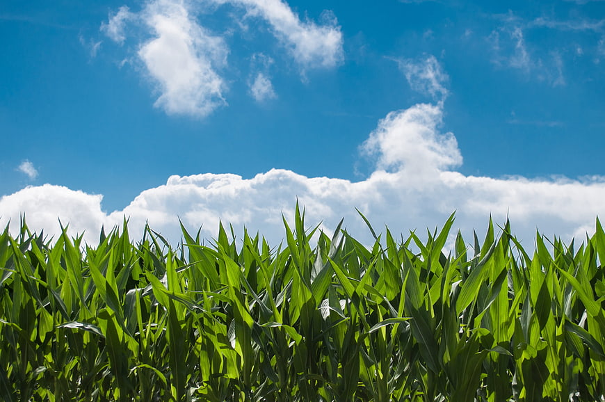 Green Corn Field Under Blue Sky With White Clouds