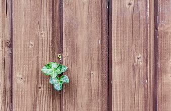 Green Ivy Leaves on Rustic Wooden Fence Background
