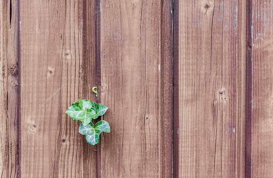 Green Ivy Leaves on Rustic Wooden Fence Background