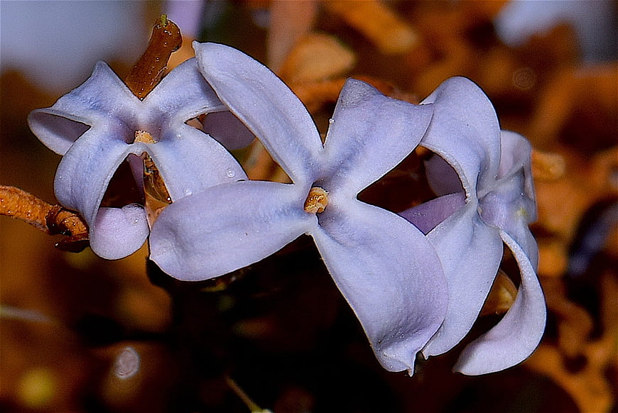 Close-up of delicate purple lilac flowers on a branch