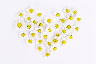 Heart shape made of white daisies on white background