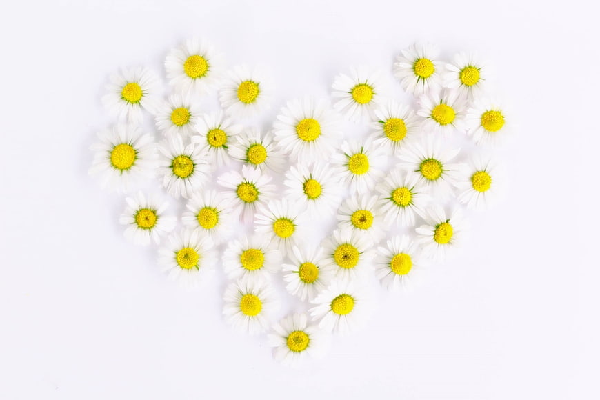Heart shape made of white daisies on white background