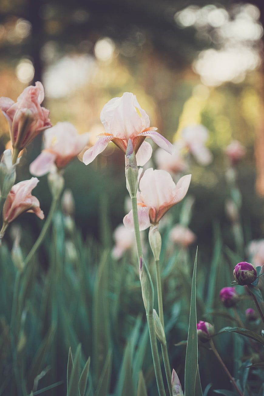 Soft Pink Irises Blooming in a Sunlit Garden