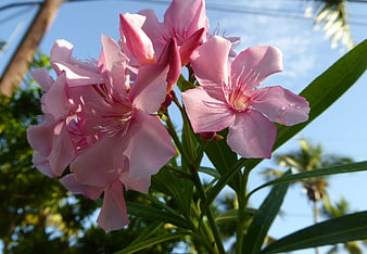 Pink Oleander Flowers Blooming Against Blue Sky