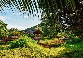 Tropical Garden with Wooden Hut and Lush Greenery