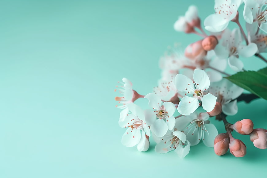 White Cherry Blossoms on Pastel Blue Background