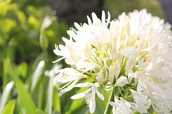 Close-up of white agapanthus flower in sunlight