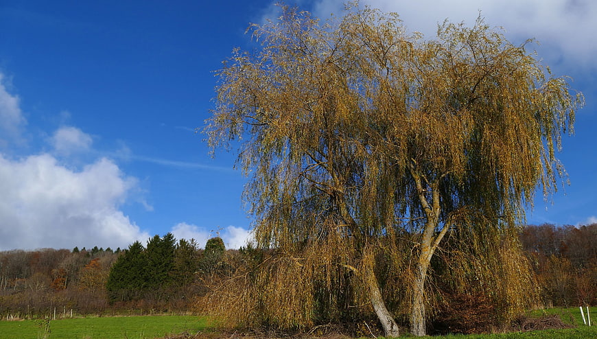Golden Weeping Willow Tree in Green Pasture Under Blue Sky