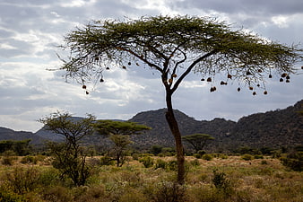 Lone Acacia Tree with Weaver Bird Nests in African Savanna