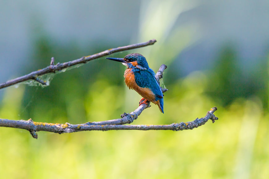 Common Kingfisher Perched on Branch in Nature
